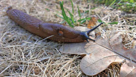 Cooking Snails and Slugs Image